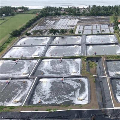 Shrimp Pond Liner